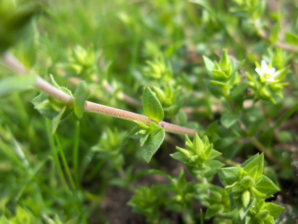 thyme-leaved sandwort / Arenaria serpyllifolia: _Arenaria serpyllifolia_ has paired, ovate leaves.