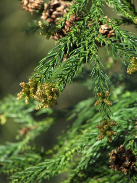 Japanese red cedar / Cryptomeria japonica: The leaves of _Cryptomeria japonica_ are thicker than they are wide, curved and, at least when young, spread away from the branch.