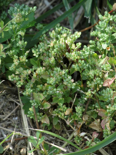 four-leaved allseed / Polycarpon tetraphyllum: _Polycarpon tetraphyllum_ is a tiny plant with numerous but individually inconspicuous flowers.