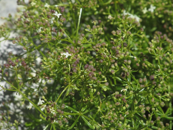 slender bedstraw / Galium pumilum: _Galium pumilum_ is a southern species in Britain, almost indistinguishable from the northern _Galium sterneri_.