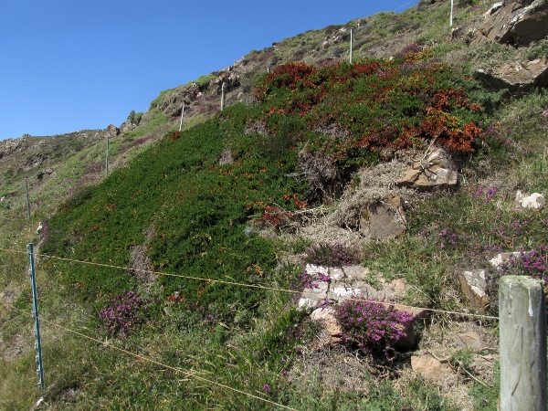 Cornish juniper / Juniperus communis subsp. hemisphaerica: _Juniperus communis_ subsp. _hemisphaerica_ is a rare, prostrate juniper subspecies, limited to the Lizard Peninsula.