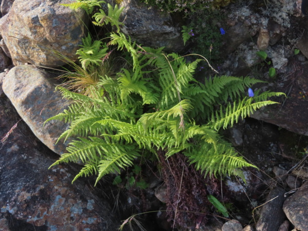 mountain male-fern / Dryopteris oreades: _Dryopteris oreades_ is a fern that grows in rock crevices and on scree in Wales, northern England, Scotland and a few sites in Ireland.