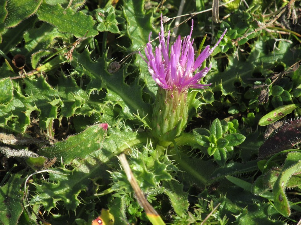 dwarf thistle / Cirsium acaule: _Cirsium acaule_ grows in base-rich grassland in southern and eastern England and south-eastern Wales; it is usually stemless.