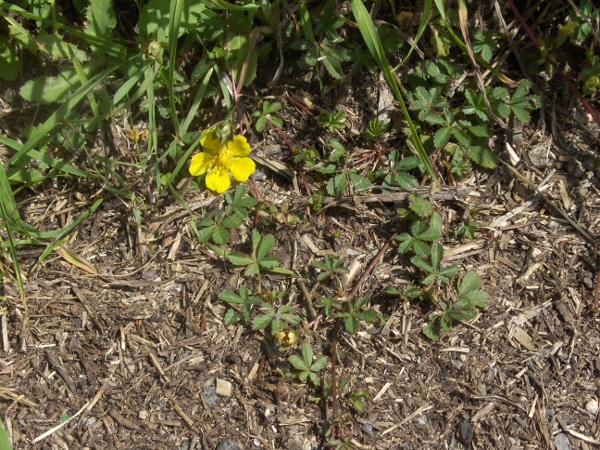 creeping cinquefoil / Potentilla reptans: The creeping stems of _Potentilla reptans_ bear regularly spaced 5-parted palmate leaves.