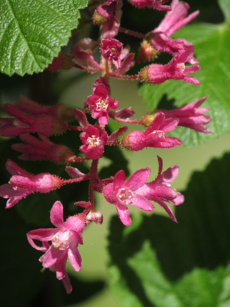 flowering currant / Ribes sanguineum: The bright pink or red flowers separate _Ribes sanguineum_ from our other _Ribes_ species.