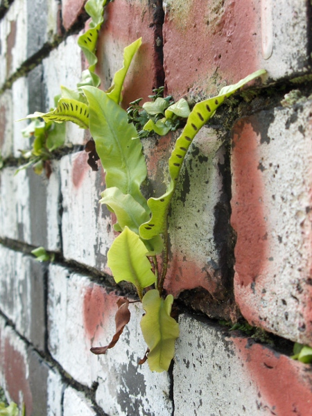 hart’s-tongue fern / Asplenium scolopendrium: The undivided leaves of _Asplenium scolopendrium_ are distinctive; the sori are elongate.