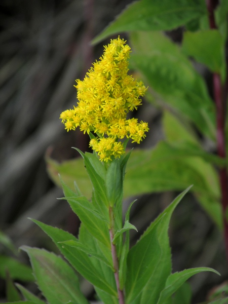 early goldenrod / Solidago gigantea: The flower-heads of _Solidago gigantea_ have more flowers (especially disc-flowers) and are borne on shorter side-branches than in _Solidago canadensis_.