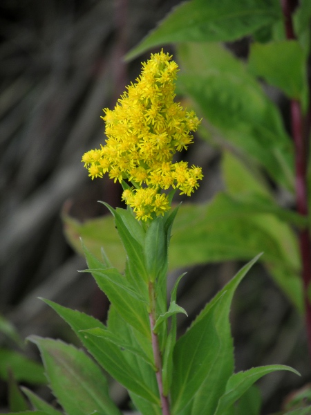 early goldenrod / Solidago gigantea