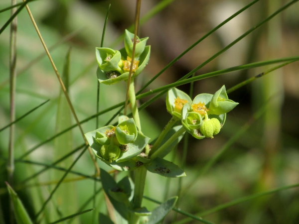 sea spurge / Euphorbia paralias