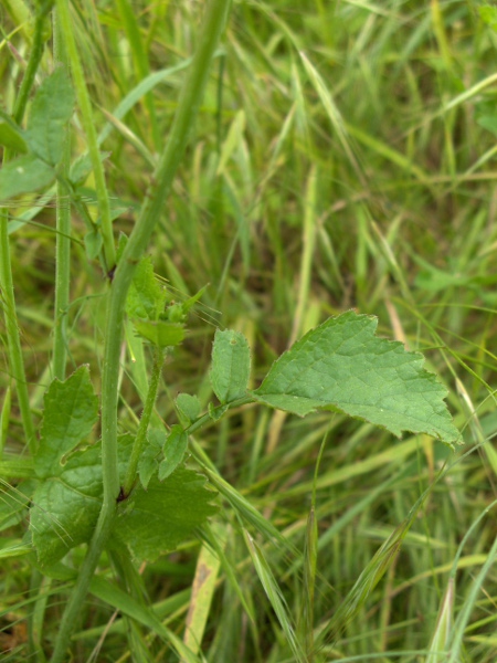 radish / Raphanus raphanistrum: Leaf