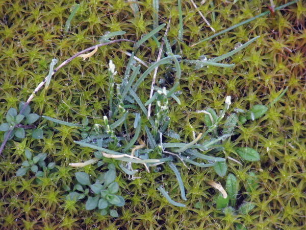 early sand-grass / Mibora minima: At less than an inch high, _Mibora minima_ is widely considered to be the smallest grass in the world (seen here in a turf of the moss _Syntrich­ium ruralis_ subsp. _ruraliformis_).