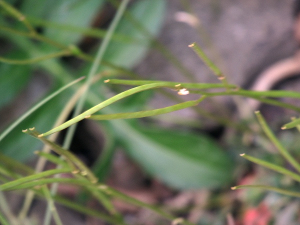 Bristol rock-cress / Arabis scabra: Fruit