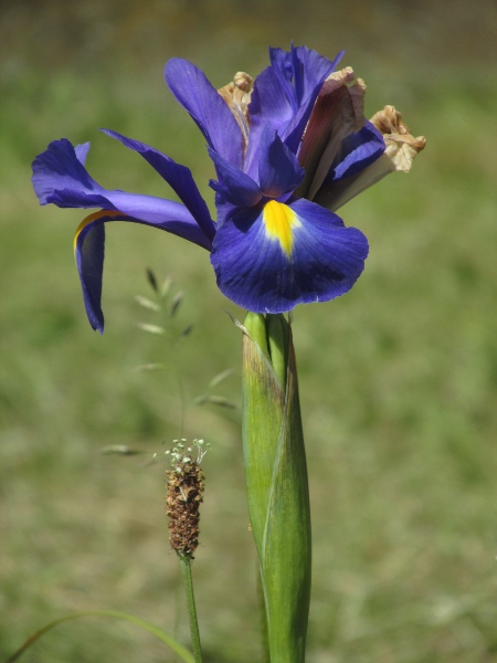 Dutch iris / Iris × hollandica: _Iris_ × _hollandica_ is a garden hybrid between _Iris filifolia_ and _Iris tingitana_, two species from Iberia and North Africa; it has large flowers and normal, rather than equitant, leaves.