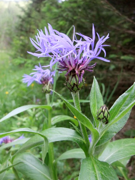 perennial cornflower / Centaurea montana: _Centaurea montana_ is a European montane species with simple, decurrent leaves; it is a popular garden plant and a frequent escapee.