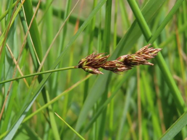 divided sedge / Carex divisa: _Carex divisa_ grows in damp, coastal grassland, mostly in south-eastern England.
