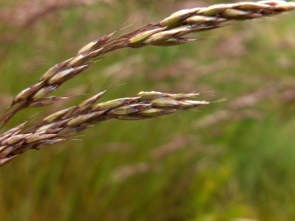 wavy hair-grass / Avenella flexuosa: Inflorescence