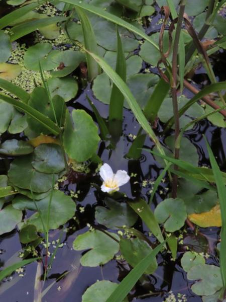 water soldier / Stratiotes aloides: _Stratiotes aloides_ is a water plant with long, tapering leaves.