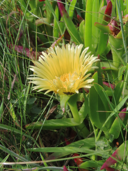 Hottentot fig / Carpobrotus edulis