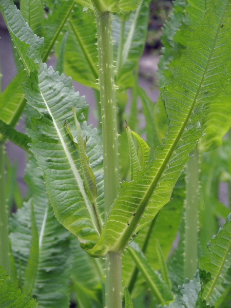 wild teasel / Dipsacus fullonum: _Dipsacus fullonum_ has spiny tubercles scattered across the surface of its leaves.