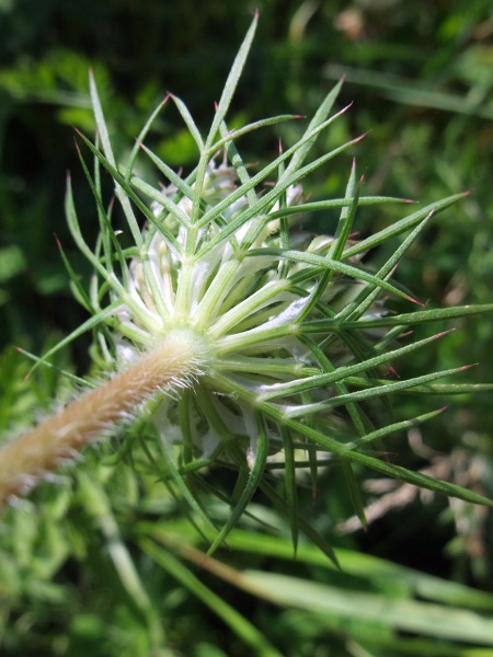 wild carrot / Daucus carota subsp. carota: Inflorescence from below, showing the numerous branched bracts.