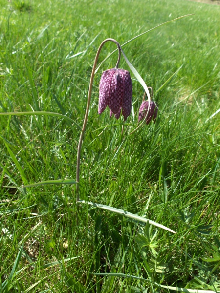 fritillary / Fritillaria meleagris: _Fritillaria meleagris_ is a putatively native herb of flood-meadows; its flowers usually have distinctive checkerboard markings in shades of purple.