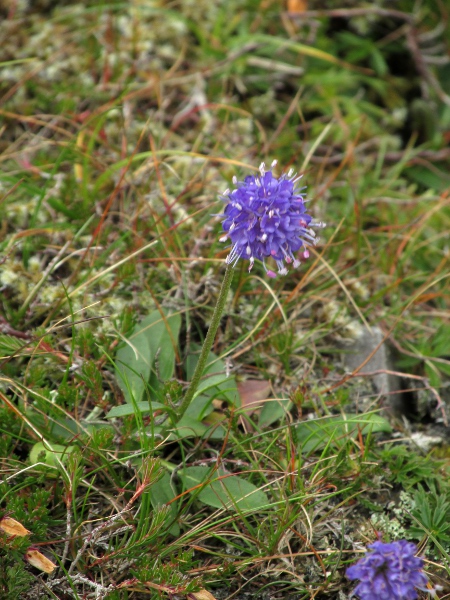 devil’s-bit scabious / Succisa pratensis: _Succisa pratensis_ is a widespread herb of mostly acidic grasslands at a wide range of altitudes.