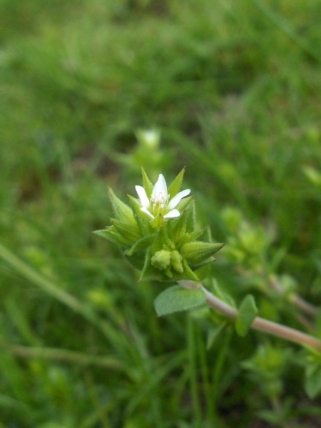 thyme-leaved sandwort / Arenaria serpyllifolia