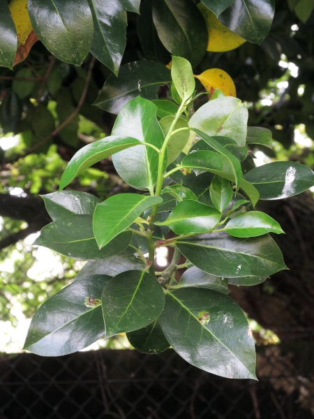 Highclere holly / Ilex × altaclerensis: The leaves of _Ilex_ × _altaclerensis_ are wider than those of _Ilex aquifolium_, and usually lack spines.