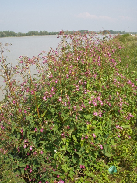 Indian balsam / Impatiens glandulifera: _Impatiens glandulifera_ is a very vigorous and invasive weed, typically spreading along waterways (River Danube pictured).