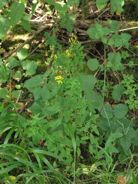 hairy St. John’s wort / Hypericum hirsutum: _Hypericum hirsutum_ grows mainly in woodland, especially over alkaline soils.
