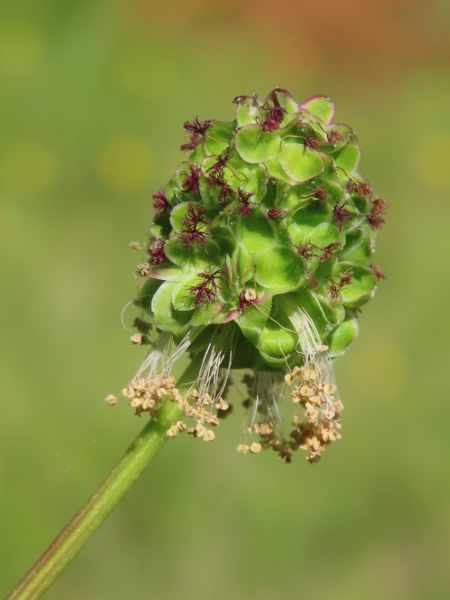 salad burnet / Poterium sanguisorba: The uppermost flowers of _Poterium sanguisorba_ are female, with 2 fimbriate stigmas; lower flowers may be bisexual or male, with numerous long, pendulous stamens.