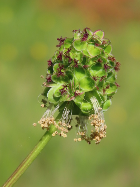 salad burnet / Poterium sanguisorba