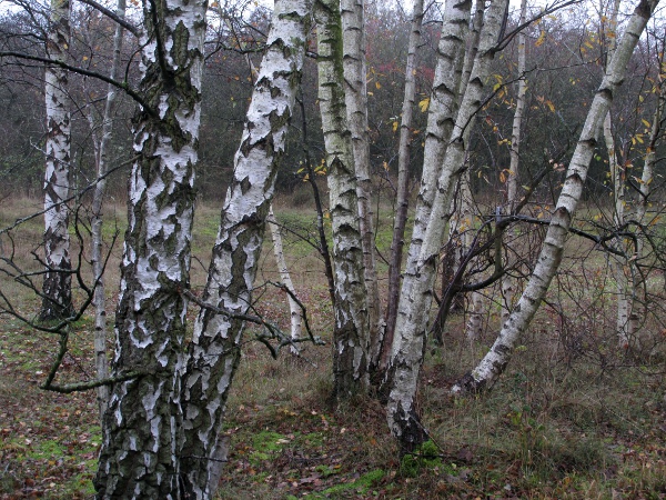 silver birch / Betula pendula: _Betula pendula_ is abundant in cool-temperate areas throughout the Northern Hemisphere, although often confused with the similarly widespread _Betula pubescens_.