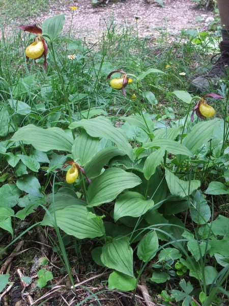 lady’s slipper / Cypripedium calceolus: At one time, only a single plant of _Cypripedium calceolus_ remained in the wild in the British Isles. It has always been more abundant on the continent.