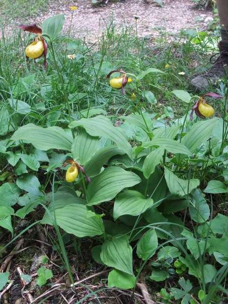 lady’s slipper / Cypripedium calceolus