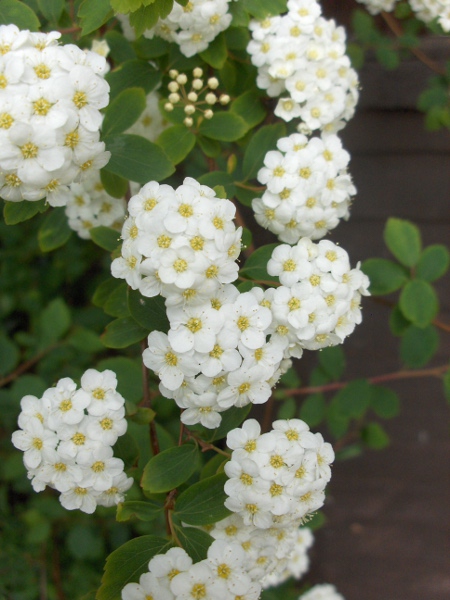 van Houtte’s spiraea / Spiraea × vanhouttei: _Spiraea_ × _vanhouttei_ is a garden hybrid between two East Asian species: _Spiraea cantoniensis_ and _Spiraea trilobata_.