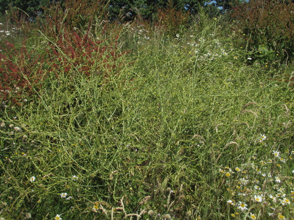 hoary mustard / Hirschfeldia incana: _Hirschfeldia incana_ is a straggling herb found in waste ground; it is native to the Mediterranean but has become spread far more widely.