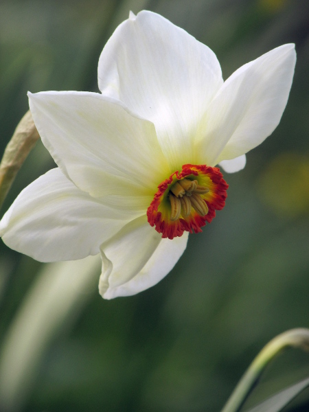Salisbury’s daffodil / Narcissus radiiflorus: _Narcissus radiiflorus_ is very similar to _Narcissus poeticus_, but with dirty-white, usually narrow tepals (not pure white), and with all 6 stamens exserted, rather than just 3.