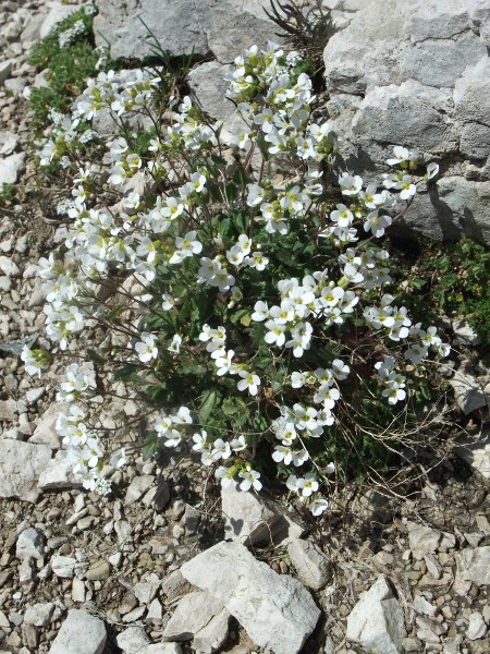 Alpine rock-cress / Arabis alpina: _Arabis alpina_ is a widespread <a href="aa.html">Arctic–Alpine</a> plant, but is restricted in the British Isles to friable and barely accessible slopes on the Black Cuillin of the Isle of Skye.