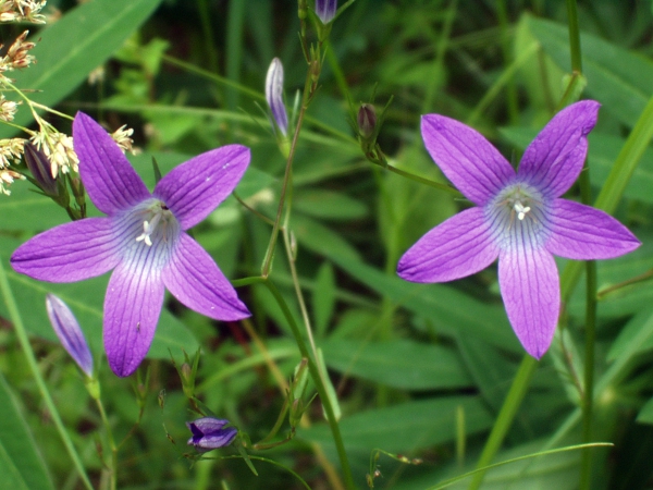 spreading bellflower / Campanula patula: The petals of _Campanula patula_ are only fused towards the base, producing a wide, flat flower.