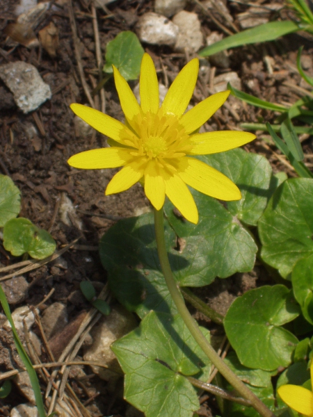 bulbiferous lesser celandine / Ficaria verna subsp. verna: _Ficaria verna_ subsp. _verna_ is almost as widespread as _Ficaria verna_ subsp. _fertilis_, growing in damp woodland margins across most of the British Isles.