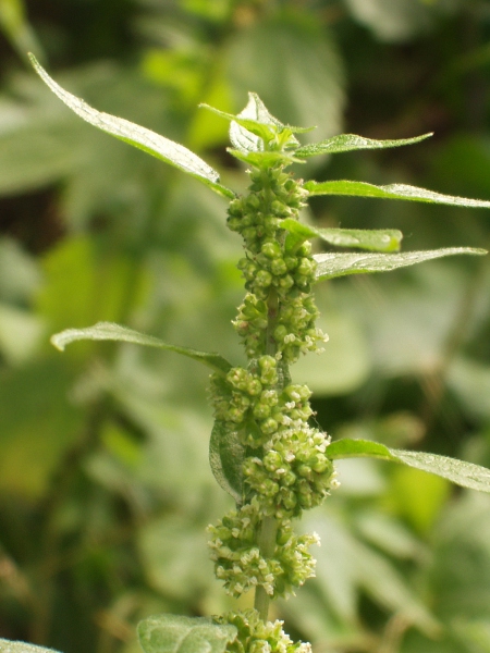 eastern pellitory-of-the-wall / Parietaria officinalis: In flower