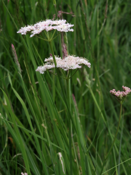 corky-fruited water-dropwort / Oenanthe pimpinelloides: _Oenanthe pimpinelloides_ grows in hay meadows, including those over dry ground, unlike most of its close relatives.