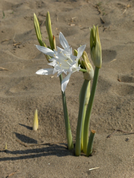 sea daffodil / Pancratium maritimum: _Pancratium maritimum_ is a Mediterranean species that has became naturalised at a few sites on the south coast of England.