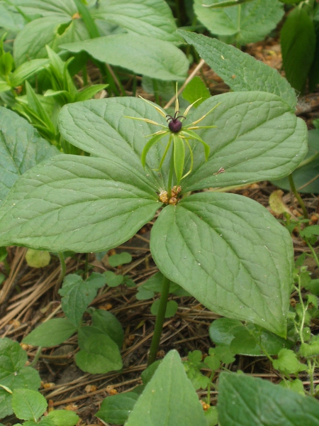herb Paris / Paris quadrifolia: _Paris quadrifolia_ is an unmistakeable plant of calcareous woodlands; its leaves are in whorls of 4, and its flowers have 8 stamens, 4 stigmas, and 8 narrow green tepals.
