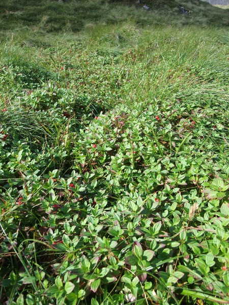 dwarf cornel / Cornus suecica