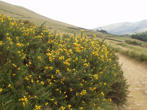 gorse / Ulex europaeus: _Ulex europaeus_ is a dense, spiny shrub found across the British Isles, chiefly on slightly acidic soils.