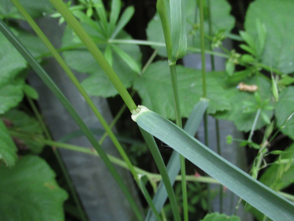 false oat-grass / Arrhenatherum elatius: Leaf base and ligule
