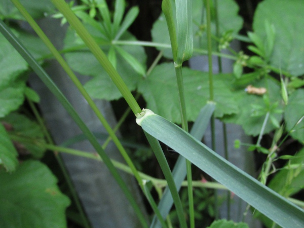 false oat-grass / Arrhenatherum elatius