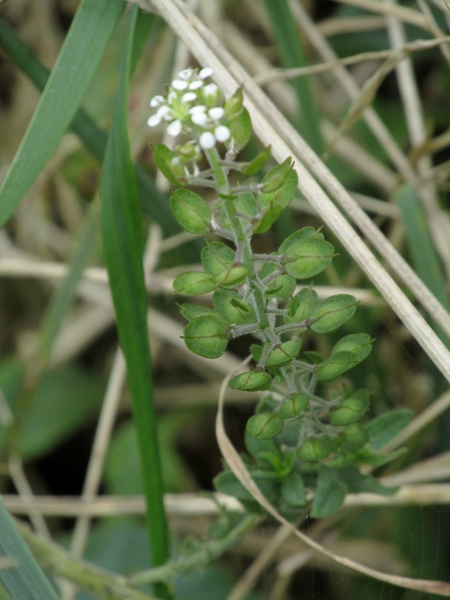 Smith’s pepperwort / Lepidium heterophyllum: The style projects beyond the sinus at the tip of the fruit in _Lepidium heterophyllum_.
